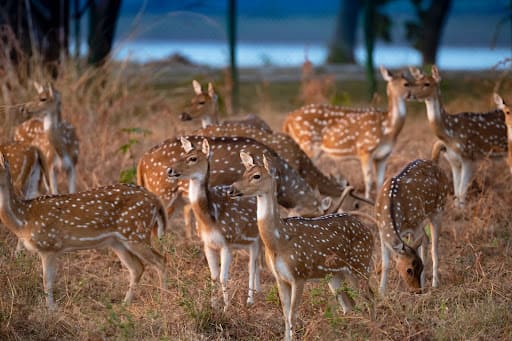 Wildlife Safari