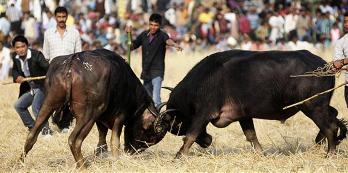Sair Festival